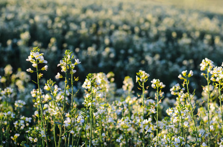 Selective focus of Chinese kale or collard green white flowers with pollen in vegetable farm.の写真素材