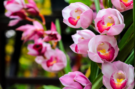 Cluster of pink color cymbidium orchids blooming on its tree.の写真素材