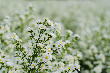 Selective focus of white cutter aster flowers blooming in farm with its blurred flowers background.の写真素材
