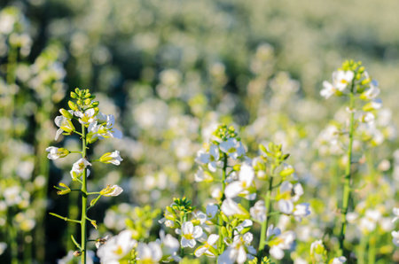 Selective focus of Chinese kale or collard green white flowers with pollen in vegetable farm.の写真素材
