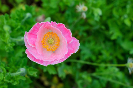 A pink poppy flower with pollen standing alone with green leaves.の写真素材