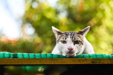 Adorable white domestic cat staying on the roof and looking at camera with bokeh green background.の写真素材