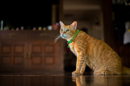 Adorable orange domestic cat sitting on the floor and looking somewhere at day time in the house.の写真素材
