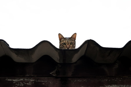Adorable brown domestic cat staying on the roof and looking down at camera with white background.の写真素材