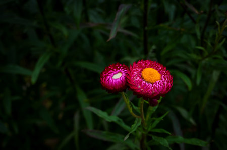 Pink color of Straw flowers or Paper daisy on its tree with dark green blurred garden background.の写真素材