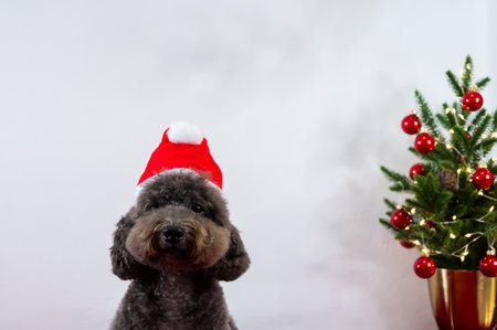 Adorable black Poodle dog wearing santa hat sitting with Christmas tree on white background for Christmas holiday festival.の写真素材
