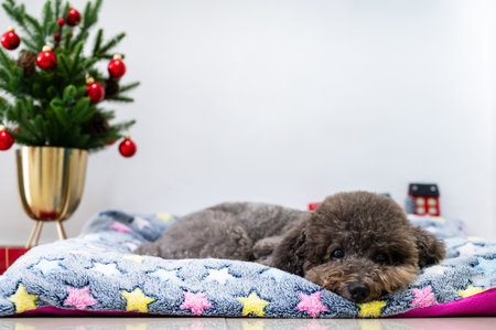 Adorable black Poodle dog excited and relax on his bed when owner decorating Christmas tree for Christmas festival.の写真素材
