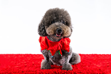 Adorable black Poodle dog wearing Christmas scarf sitting on red cloth on white background for Christmas holiday festival.の写真素材