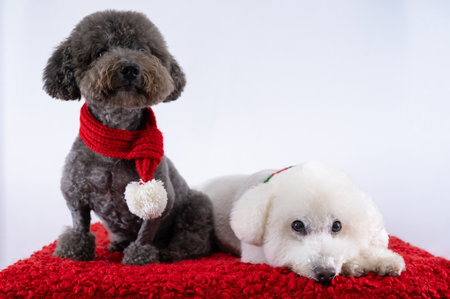 Adorable Poodle dogs wearing Christmas scarf sitting on red cloth on white background for Christmas holiday festival.の写真素材