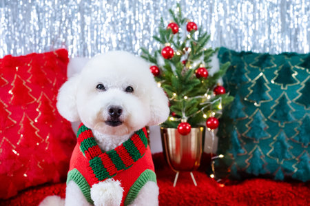 Adorable white Poodle dog wearing Christmas dress sitting on red cloth with Christmas pillows and tree for Christmas holiday festival.の写真素材