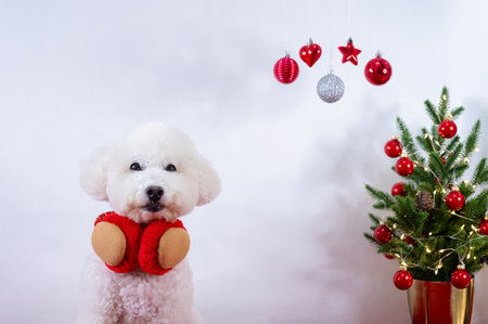 Adorable white Poodle dog wearing Christmas deco with Christmas tree on white background for Christmas holiday festival.の写真素材