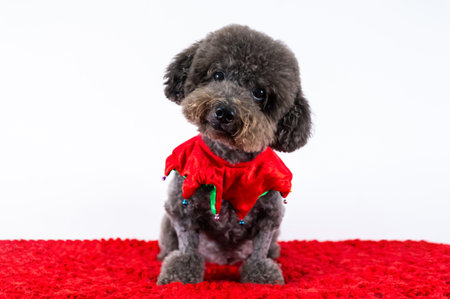 Adorable black Poodle dog wearing Christmas scarf sitting on red cloth on white background for Christmas holiday festival.の写真素材