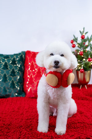 Adorable white Poodle dog wearing Christmas deco sitting on red cloth with Christmas pillows and tree for Christmas holiday festival.の写真素材