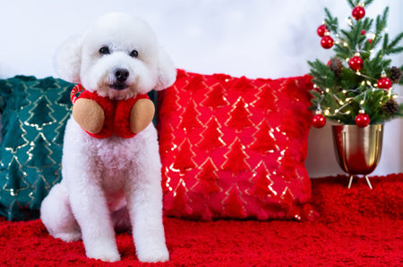Adorable white Poodle dog wearing Christmas deco sitting on red cloth with Christmas pillows and tree for Christmas holiday festival.の写真素材