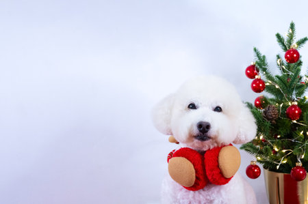 Adorable Poodle dog wearing Christmas deco with Christmas tree on white background for Christmas holiday festival.の写真素材