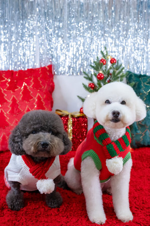 Adorable two Poodle dogs wearing Christmas dress sitting on red cloth with Christmas pillows and tree for Christmas holiday festival.の写真素材
