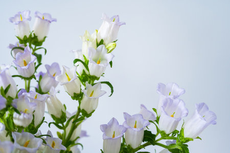 Light purple and white bellflowers (campanula) blooming on a soft blue background.