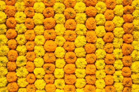 Decorative yellow and orange marigold flowers for Diwali festival background.の写真素材