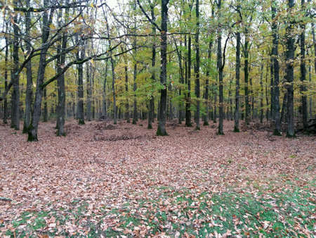 Cold autumn day in the forestの素材