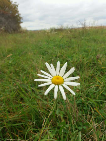 White daisy in the fieldの素材