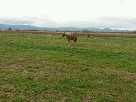 Horses on the field on a cold autumn dayの素材