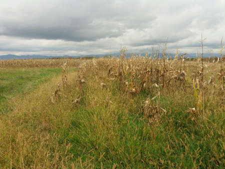 Autumn corn fieldの素材