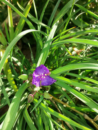 Purple flower in a grass fieldの素材