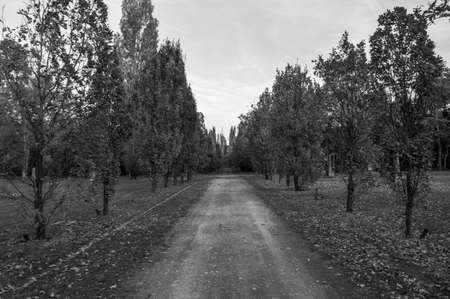 The trees and the autumn, in black and whiteの写真素材