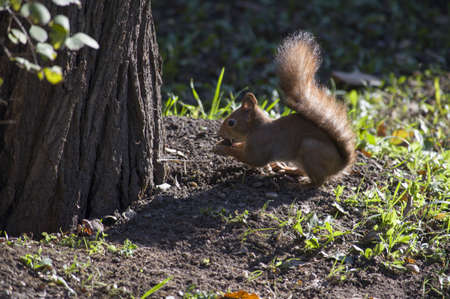 Autumn, a squirrel free in the wild