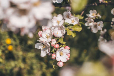 spring blooming white apple tree