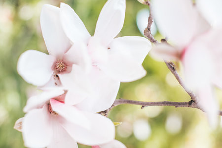 Spring flowering magnolia tree close planの写真素材