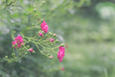 bush with rose flowers in the gardenの写真素材