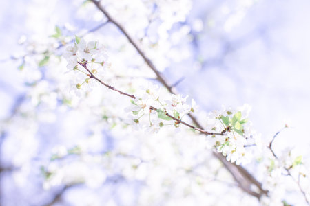 spring flowering white cherry tree zoomの写真素材