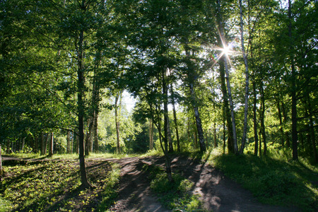 Sun light shine through trees in dark forest. Light rays among leaves of trees. Beautiful wood for walking. Park in morning best for run or scamperの写真素材