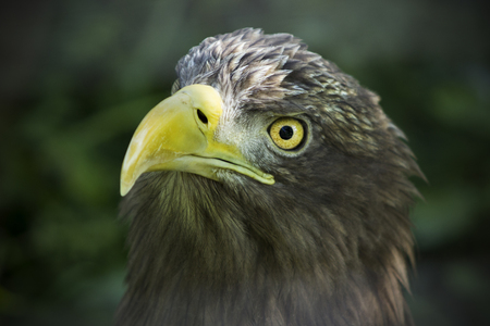 American brown eagle face. Eagle staring on victim. Symbol of America of wildlife.の写真素材