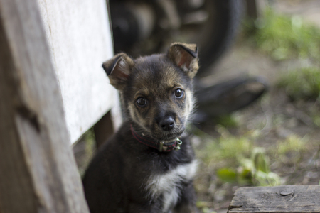 Cute puppy look at you, beg some food. Hungry little dog in village outdoor.の写真素材