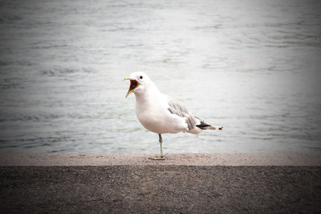 Crasy seagull scream out with opened beak on one leg stayingの写真素材