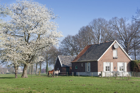 Countryside tiny house at blooming tree and horses. Farm in Netherlands. Green grass and blue skyの写真素材