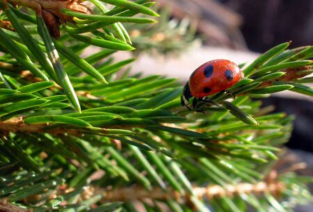 Christmas ladybug on fir-tree branch like Christmas toyの写真素材