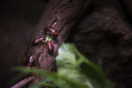 Cockroaches on wood. Dirtry and nasty place with many insects