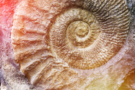 Spiral of nature. Discovery of prehistoric faunaの写真素材