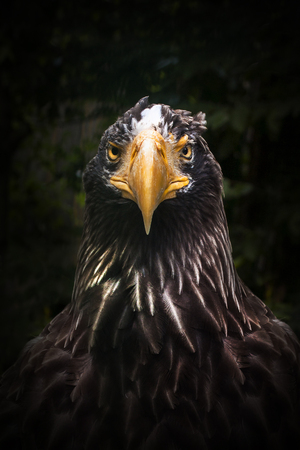 Predator eagle in full face. Self-confidence and purposefulness. Singleness and ready for warの写真素材