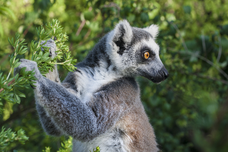Wildlife lemurs in Madagascar. Monkey holds branch in hands looking right. Cute animal