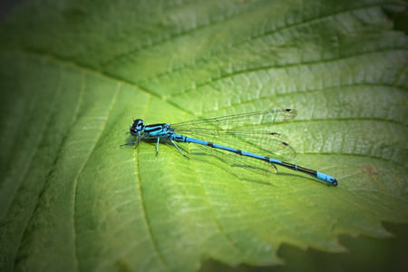 Blue dragonfly on green leaf. Beautiful insect in macroの写真素材