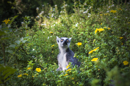Lemur in flower field. Monkey sits among greenの写真素材