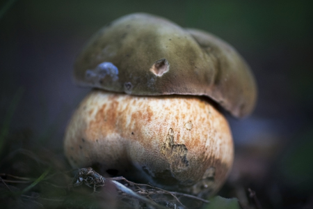 Old ugly mushroom. Nuclear war abstraction. Bomb explosion symbol