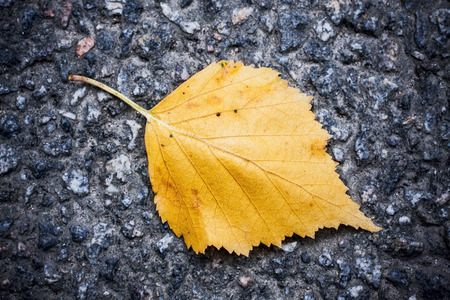 One yellow autumn leaf on wet asphalt. Bright colors of autumn weatherの写真素材