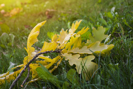 Oak yellow branch fallen in green grass. Autumn mood backgroundの写真素材