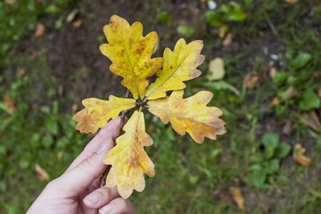 Oak yellow leaves in hand. Autumn walking in park with branch in hand