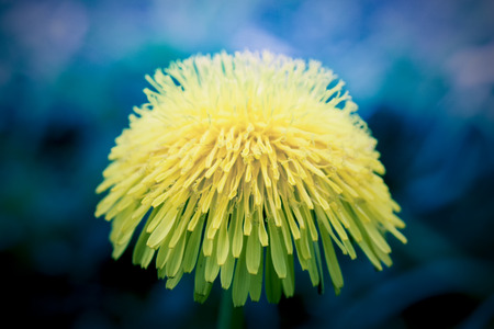 Yellow flower on blue background. Warm and cold tonesの写真素材